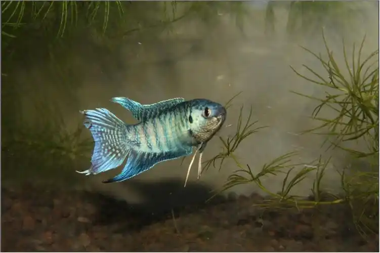 中国斗鱼之普叉蓝叉