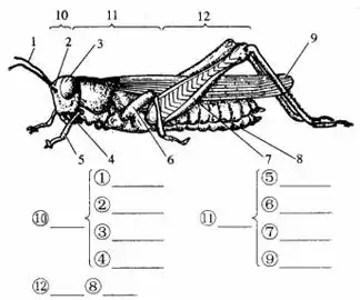 蝗虫的结构?
