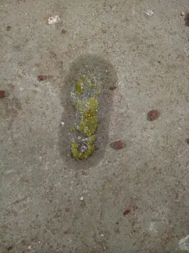 鸽子拉这样的粪便得了什么病?用什么药治?现在在配对期间能喂药吗