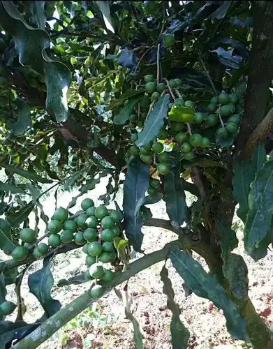 澳洲坚果种植采果后先施肥还是先修剪? - 美篇