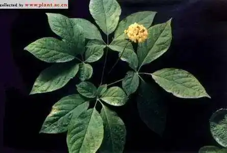 上山找到两颗人参 叶子被我掐了一些 明白的帮我看看这颗参能有多大