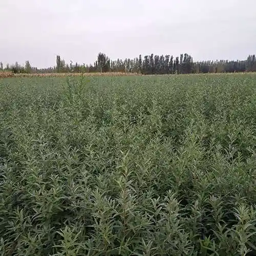 沙棘树苗基地 种植各种规格沙棘苗 提供技术支持