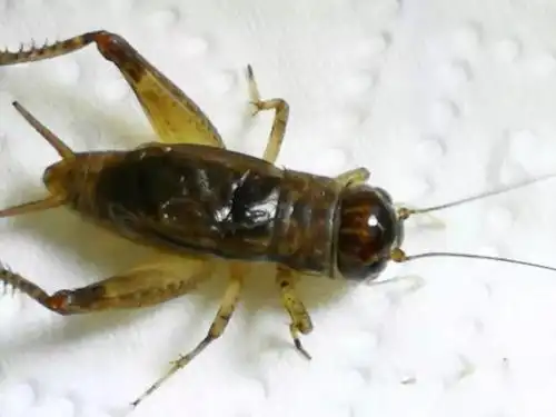 蟋蟀鉴赏:茄皮紫