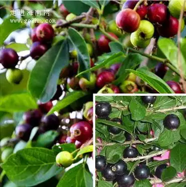 海南的野生果子,海南野孩子的童年都这么吃