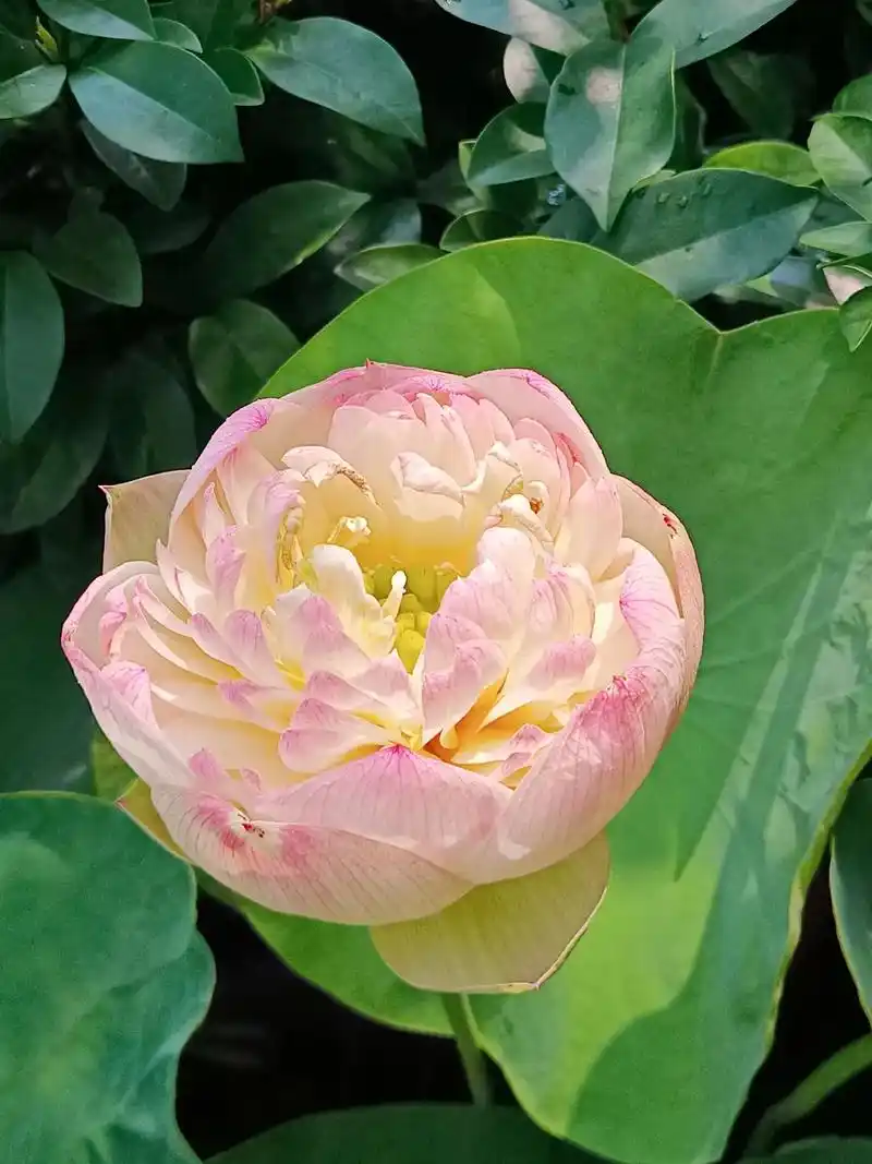 基地直销—精品荷花 多瓣大花型荷花品种～ 我家 - 抖音