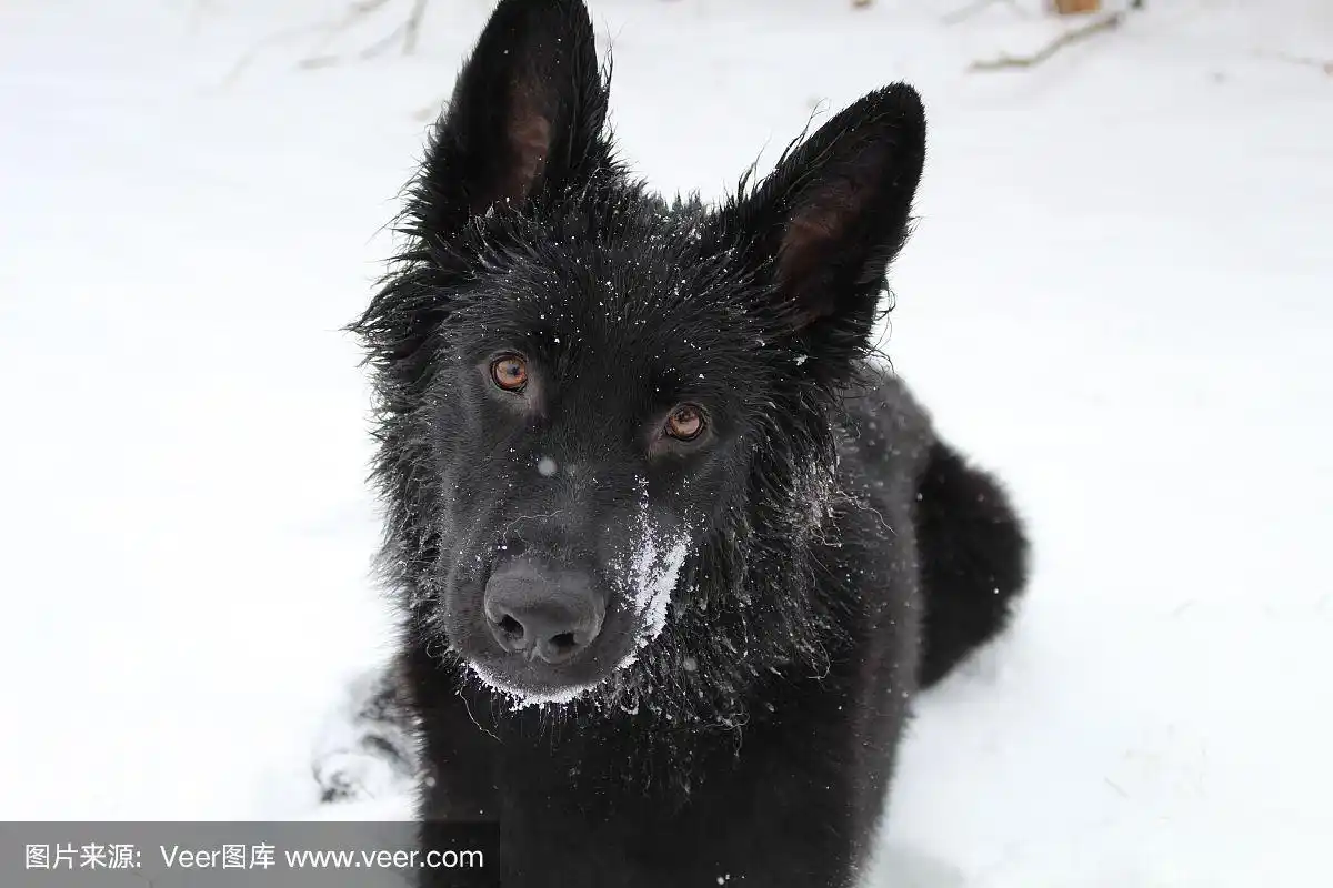 黑色的德国牧羊犬
