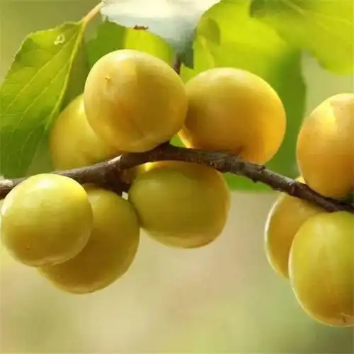 关公脸杏树苗基地直销吊杆杏树苗保湿邮寄