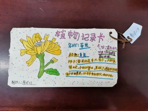 其它 记三八班制作"植物记录卡" 写美篇
