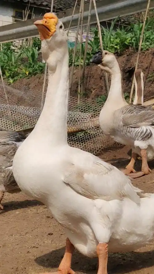 我的奋斗人生#纯种大狮头鹅