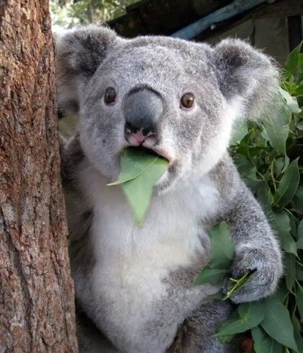 koala也失眠