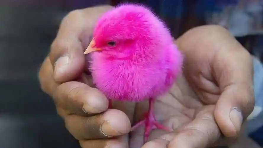 在学校门口卖的"彩色"小鸡,养几天就会死,它们是怎么生产的?