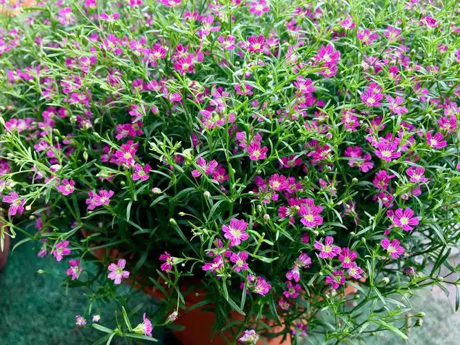 花卉摄影·满天星