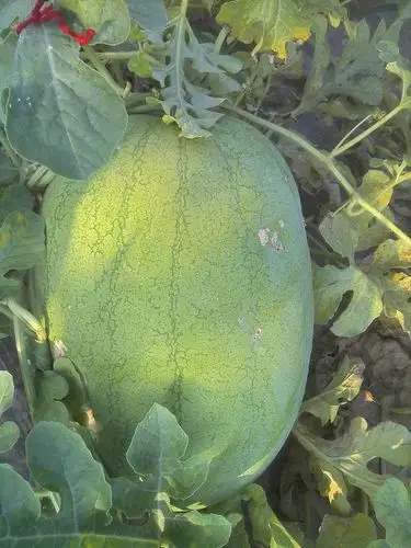 图片,大量批发陕西大荔新红宝西瓜,图片大全,大荔县范家华星果品冷库