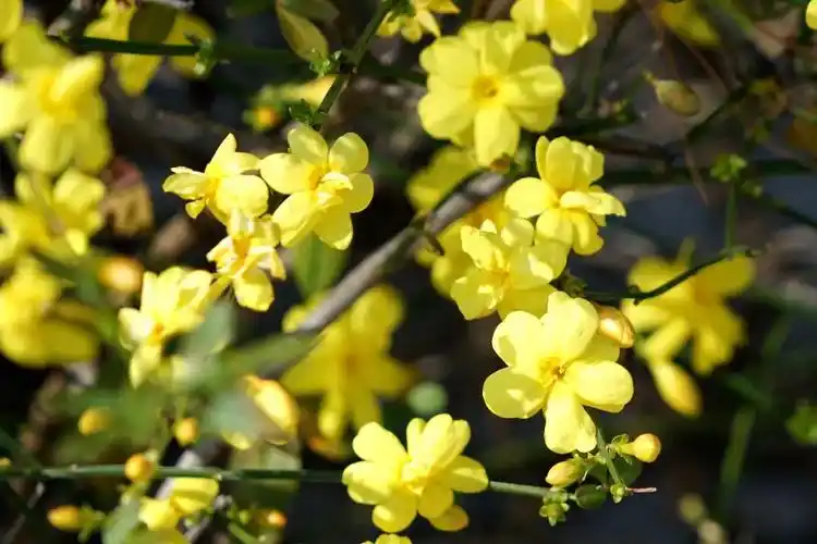 大理的春天,已从花瓣上启程_头图_大理频道_云南网