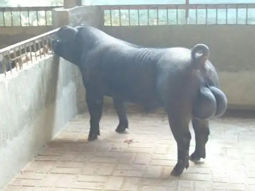 哪里有苏太公猪卖