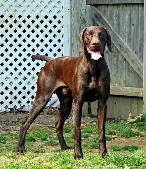 安泠的相册-痴迷指示犬-德国波音达