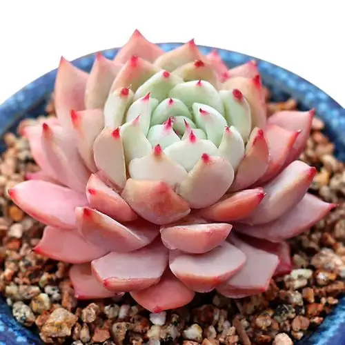 绿野园艺|tp 蒂比 多肉植物组合盆栽办公创意花卉绿植防辐射