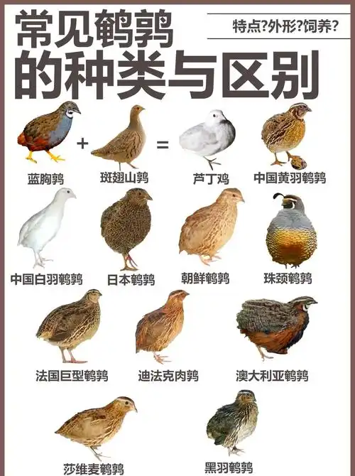 鹌鹑种类与特征全解析