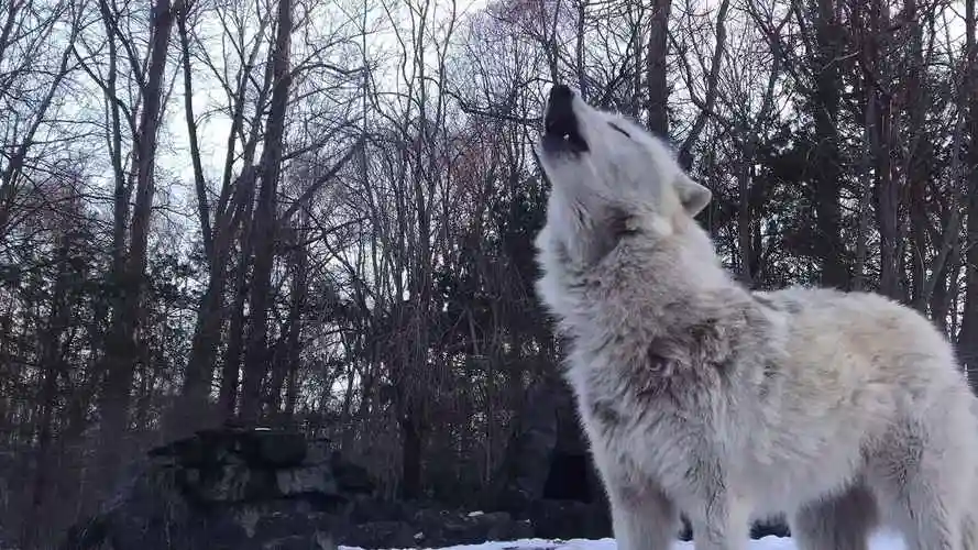 野狼狼叫声音狼吼狼嚎视频素材