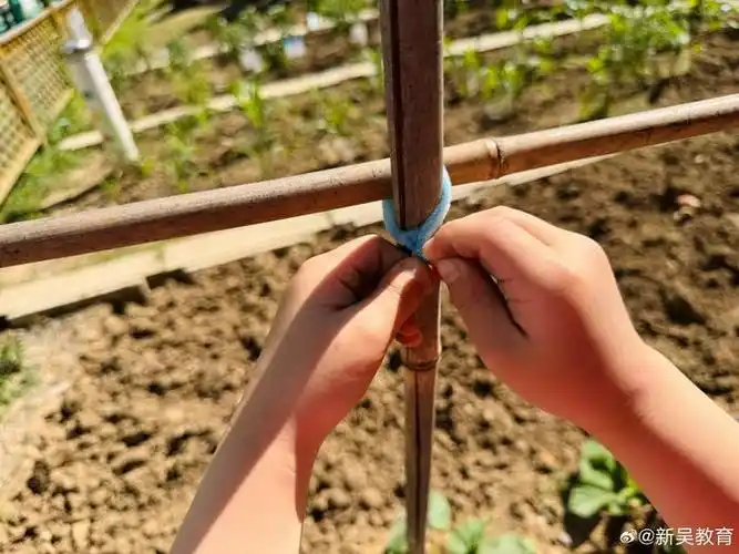 快看,葫芦"架"到