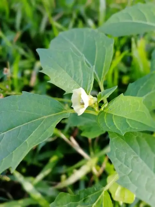 灯笼草可爱的小灯笼啊