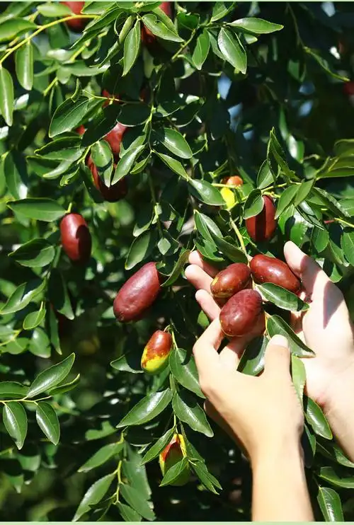 宁夏长枣灵武冬枣新鲜脆甜水果鲜枣子当季时令水果 5斤小果【图片