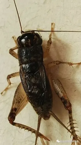 [绝密] 2018宁阳世界杯功虫录-南虫篇