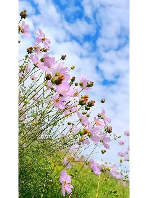 一路开满格桑花