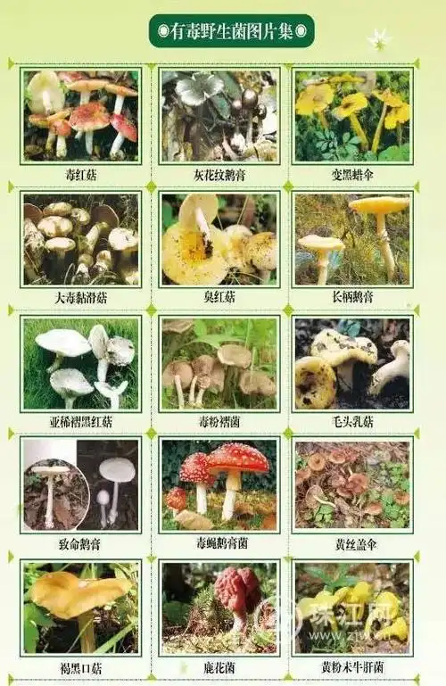 又是菌子!曲靖沾益一家三口吃可食用菌中毒,准大学生抢救无效死亡.