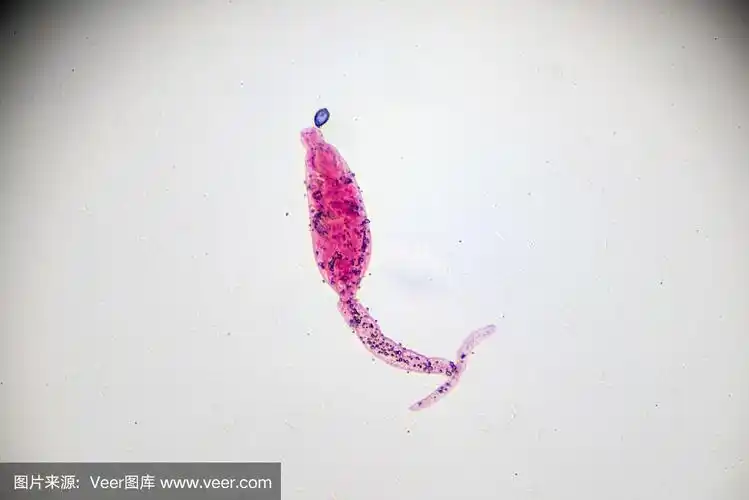 日本血吸虫尾蚴光镜下观察