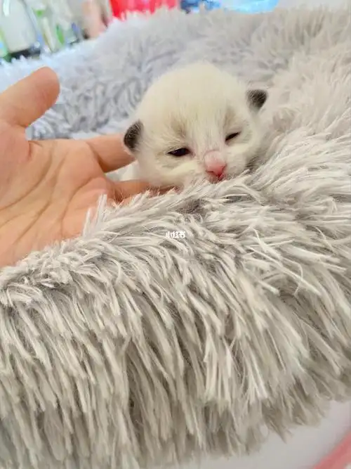 出生10天的小布偶超可爱的_布偶_宠物_猫_晒猫