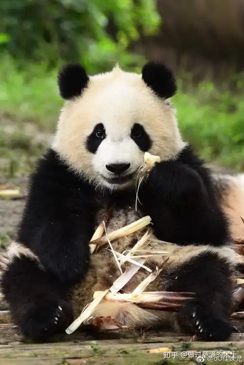 有哪些可爱的熊猫照片或视频