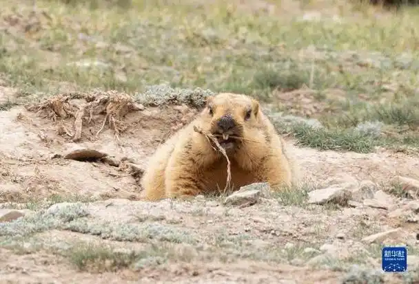 6月30日在新疆阿尔金山国家级自然保护区拍摄的藏野驴.