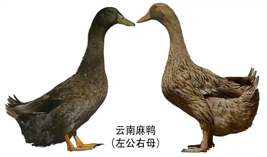 云南省地方鸭种云南麻鸭