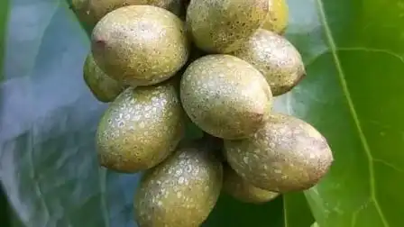 木花生挂满藤,其他摘到手软了