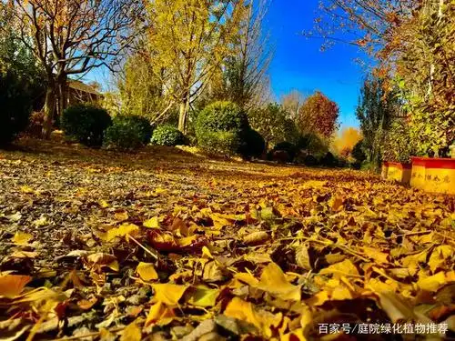 你眼中的秋天是什么颜色的?