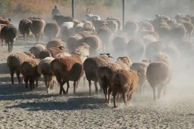 新疆特有的大尾羊,后天就要下雪了,哈萨克牧民抓紧向布尔津专场.