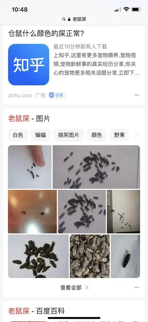 大无语事件,新买的spring里发现黑色异物,曙光还是鼠慌