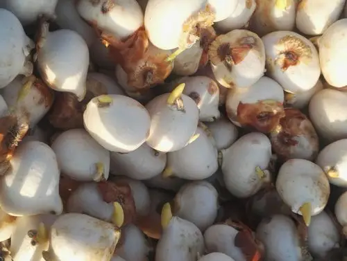 郁金香的根,在种植.来年漂亮极了