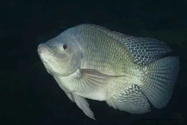 "入侵"我国的六大外来物种,看看你为国家除害了几种?