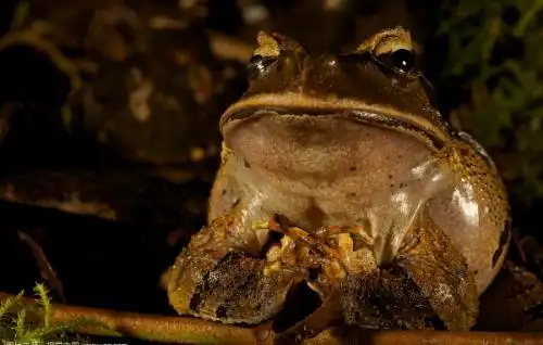 世界上唯一会咬人的青蛙食人蛙 环境严重污染的结果