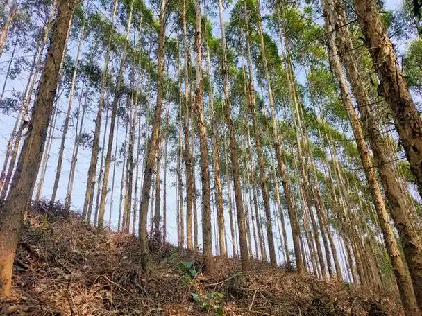 有断子绝孙树之称的桉树,已被多国禁种,为啥广西却大量种植?