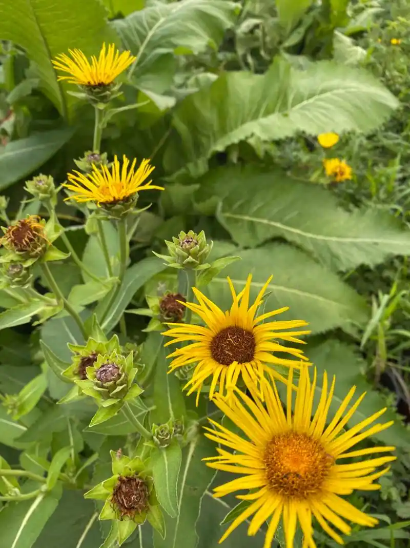 土木香喜光照强烈的湿润环境,耐寒性较强.