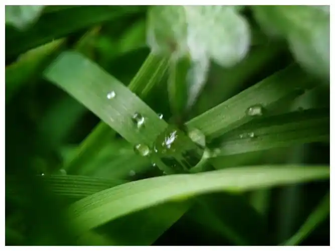 【春雨诗词赏析】早春二月,春雨纤纤,春水盈盈.