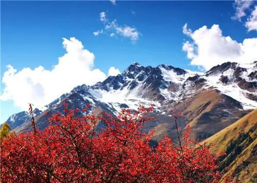 2019四川红叶生态旅游节(主会场)暨理县米亚罗红叶温泉节将于本月26日