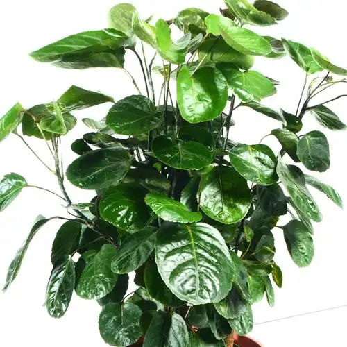 福禄桐圆叶金钱盆栽室内客厅办公室植物钱多多金大型绿植