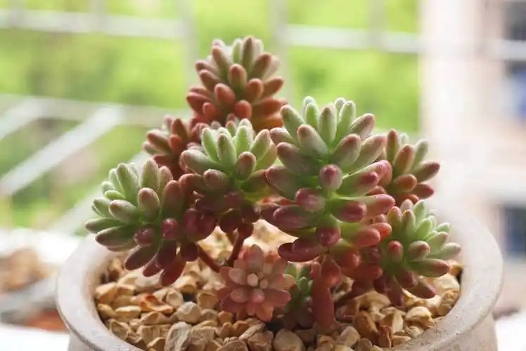 养好了虹之玉锦,摄影师堵我家要拍照!