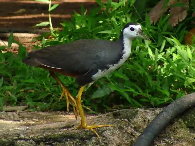 广州常见野生鸟类