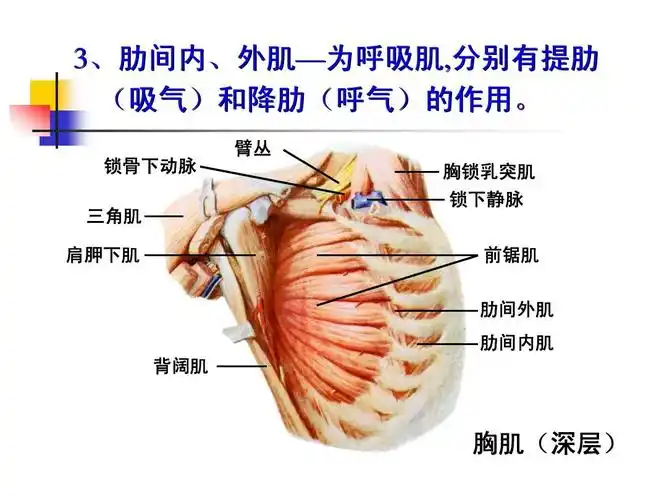 系统解剖学高清图谱-03肌学