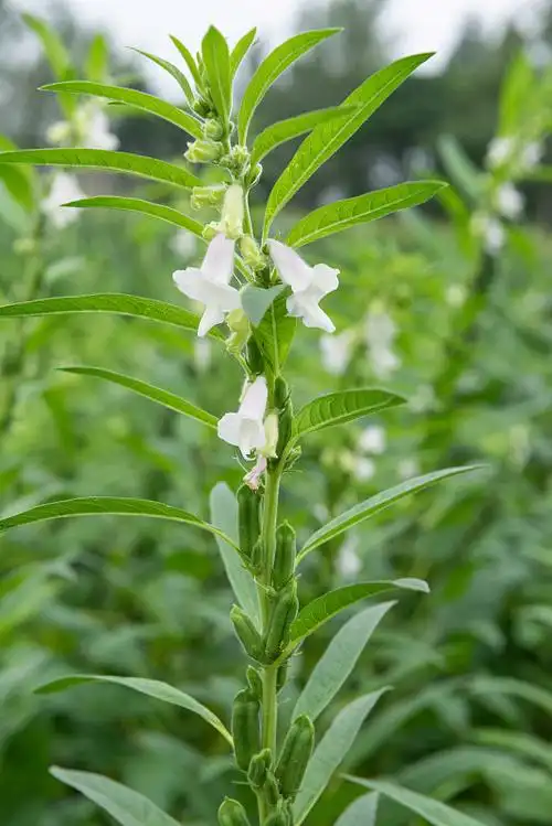 芝麻开花图片下载